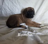 Romeo, a male English Mastiff for sale in Lavaca, AR – 2 of 2
