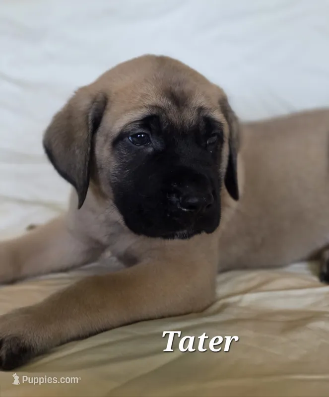 Tater – English Mastiff puppy for sale in Lavaca, AR
