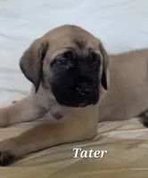 Tater, a male English Mastiff for sale in Lavaca, AR – 1 of 3