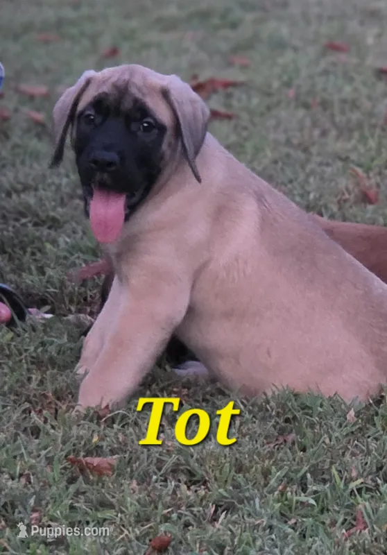 Tot – English Mastiff puppy for sale in Lavaca, AR