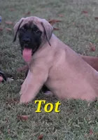 Tot, a female English Mastiff for sale in Lavaca, AR – 1 of 2