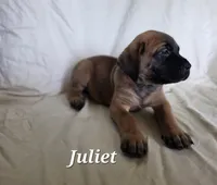 Juliet , a female English Mastiff for sale in Lavaca, AR – 2 of 2