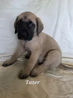 Tater, a male English Mastiff for sale in Lavaca, AR – 3 of 3