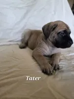 Tater, a male English Mastiff for sale in Lavaca, AR – 2 of 3