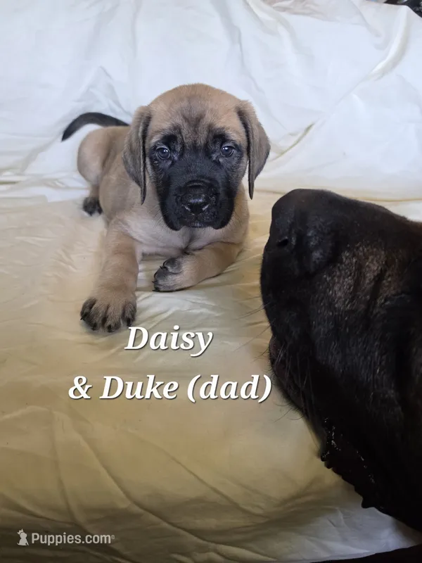 Daisy – English Mastiff puppy for sale in Lavaca, AR