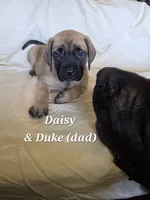 Daisy, a female English Mastiff for sale in Lavaca, AR – 1 of 1