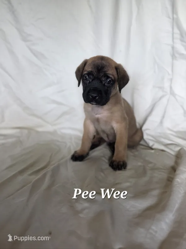 PeeWee – English Mastiff puppy for sale in Lavaca, AR