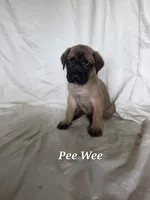 PeeWee, a male English Mastiff for sale in Lavaca, AR – 1 of 1
