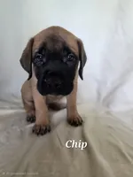 Chip, a male English Mastiff for sale in Lavaca, AR – 1 of 2