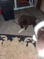 Sissy, a female Pomeranian for sale in Springfield, OR – Photo 3 of 4