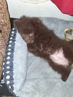 Sissy, a female Pomeranian for sale in Springfield, OR – Photo 4 of 4