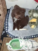 Sissy, a female Pomeranian for sale in Springfield, OR – Photo 2 of 4