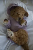 Yellow Girl , a female Poodle - Multi-Colored Standard for sale in Los Angeles, CA – 3 of 10