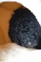 Blue Girl, a female Poodle - Standard  for sale in Los Angeles, CA – 7 of 8