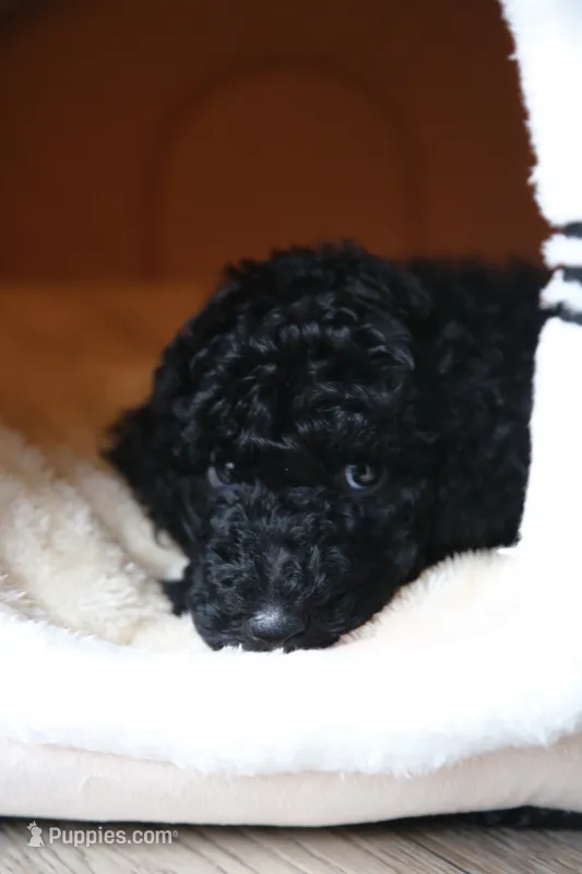 Blue Girl – Poodle - Standard  puppy for sale in Los Angeles, CA