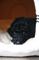 Blue Girl, a female Poodle - Standard  for sale in Los Angeles, CA – 1 of 8