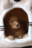 Orange Boy, a male Poodle - Multi-Colored Standard for sale in Los Angeles, CA – 6 of 9