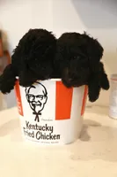Blue Girl, a female Poodle - Standard  for sale in Los Angeles, CA – 2 of 8