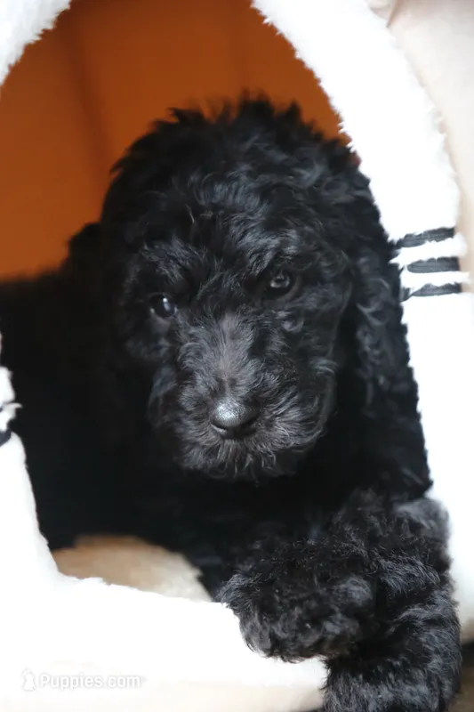 Red boy – Poodle - Multi-Colored Standard puppy for sale in Los Angeles, CA