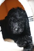 Red boy, a male Poodle - Multi-Colored Standard for sale in Los Angeles, CA – 1 of 9