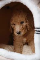 Yellow Girl , a female Poodle - Multi-Colored Standard for sale in Los Angeles, CA – 4 of 10