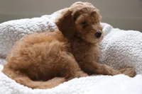 Orange Boy, a male Poodle - Multi-Colored Standard for sale in Los Angeles, CA – 3 of 9
