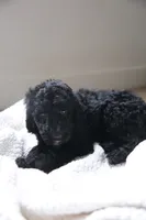 Blue Girl, a female Poodle - Standard  for sale in Los Angeles, CA – 5 of 8