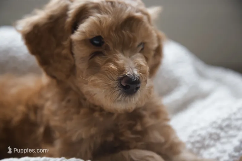 Orange Boy – Poodle - Multi-Colored Standard puppy for sale in Los Angeles, CA