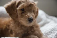Orange Boy, a male Poodle - Multi-Colored Standard for sale in Los Angeles, CA – 1 of 9