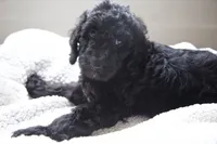 Red boy, a male Poodle - Multi-Colored Standard for sale in Los Angeles, CA – 3 of 9