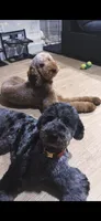 Yellow Girl , a female Poodle - Multi-Colored Standard for sale in Los Angeles, CA – 10 of 10