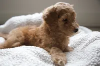 Orange Boy, a male Poodle - Multi-Colored Standard for sale in Los Angeles, CA – 2 of 9