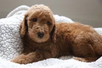 Green Boy, a male Poodle - Multi-Colored Standard for sale in Los Angeles, CA – 5 of 8
