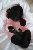 Blue Girl, a female Poodle - Standard  for sale in Los Angeles, CA – 8 of 8
