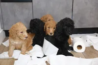 Blue Girl, a female Poodle - Standard  for sale in Los Angeles, CA – 6 of 8