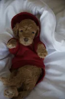Orange Boy, a male Poodle - Multi-Colored Standard for sale in Los Angeles, CA – 4 of 9
