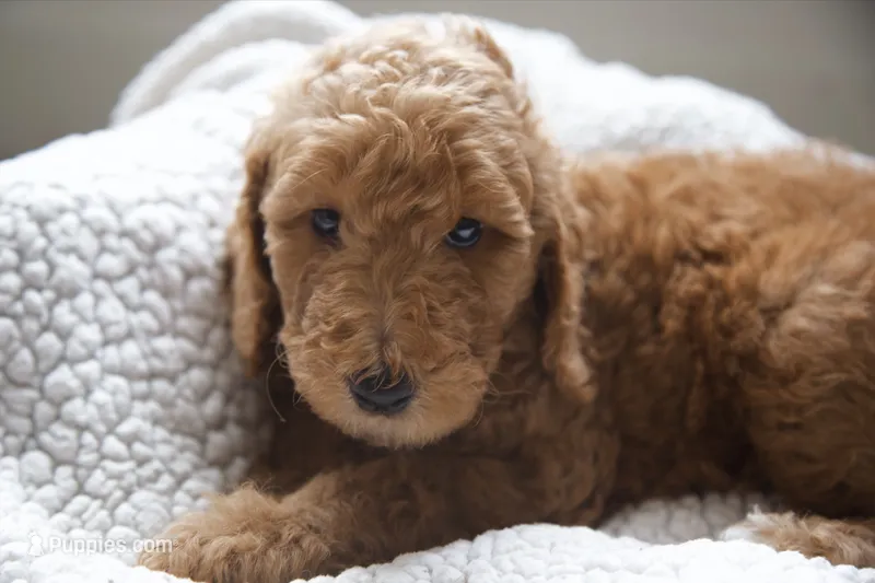 Green Boy – Poodle - Multi-Colored Standard puppy for sale in Los Angeles, CA