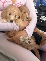 Orange Boy, a male Poodle - Multi-Colored Standard for sale in Los Angeles, CA – 8 of 9