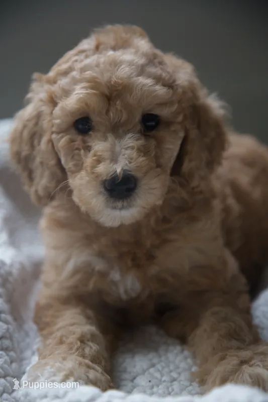Yellow Girl  – Poodle - Multi-Colored Standard puppy for sale in Los Angeles, CA