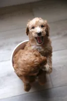 Yellow Girl , a female Poodle - Multi-Colored Standard for sale in Los Angeles, CA – 5 of 10