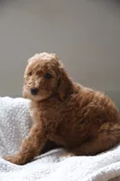 Green Boy, a male Poodle - Multi-Colored Standard for sale in Los Angeles, CA – 6 of 8