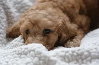 Yellow Girl , a female Poodle - Multi-Colored Standard for sale in Los Angeles, CA – 7 of 10