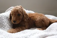 Green Boy, a male Poodle - Multi-Colored Standard for sale in Los Angeles, CA – 3 of 8