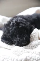 Blue Girl, a female Poodle - Standard  for sale in Los Angeles, CA – 3 of 8