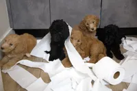 Yellow Girl , a female Poodle - Multi-Colored Standard for sale in Los Angeles, CA – 8 of 10