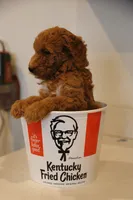 Green Boy, a male Poodle - Multi-Colored Standard for sale in Los Angeles, CA – 4 of 8