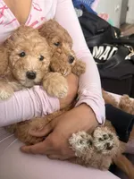 Yellow Girl , a female Poodle - Multi-Colored Standard for sale in Los Angeles, CA – 9 of 10