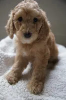 Yellow Girl , a female Poodle - Multi-Colored Standard for sale in Los Angeles, CA – 2 of 10