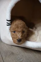 Green Boy, a male Poodle - Multi-Colored Standard for sale in Los Angeles, CA – 2 of 8