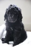 Red boy, a male Poodle - Multi-Colored Standard for sale in Los Angeles, CA – 4 of 9